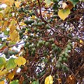 2008, jesień, ogród, kwiaty #jesień #ogród #kwiaty