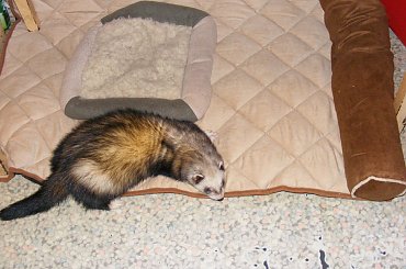 posłanka Dudi #legowisko #derka #posłanko #pies #fretka #Plastuś #Dudi