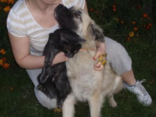 Leonberger mix Vega październik 2008r