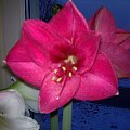 #amarylis #hippeastrum