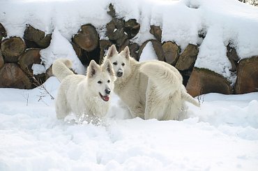 Biały owczarek szwajcarski AVENTIA Fortunatus, BOGACZ ze Ctyr dvoru www.zchatyleona.republika.pl #BiałyOwczarekSzwajcarski #opole #siołkowice #kois #BiałyOwczarek #ZChatyLeona #bogacz #hrabia #awa #cygan #aventia