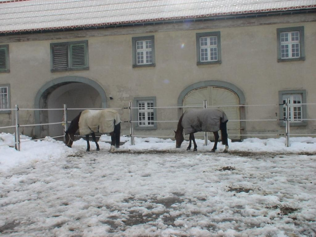 przyklasztorna stadnina koni #Einsiedeln #Szwajcaria #Suisse #Schweiz #Svizzera #klasztor #StadninaPrzyklasztorna