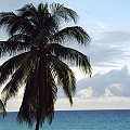 KUBA - palma #plaża #palmy #Kuba #morze