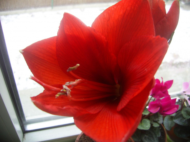 hippeastrum 6.03.10