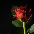 Dla wszystkich kobiet na Fotosiku z okazji ich święta ;D #róża