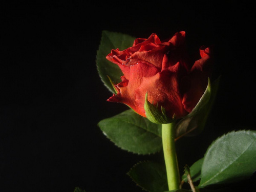 Dla wszystkich kobiet na Fotosiku z okazji ich święta ;D #róża