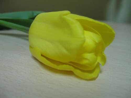 Tulipan #Kwiaty