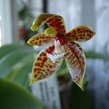 Phalaenopsis cornu-cervi