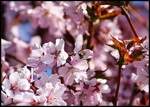 W ogrodzie 3 - dzisiejsze #wiosna #przyroda #kwiaty #ogrod