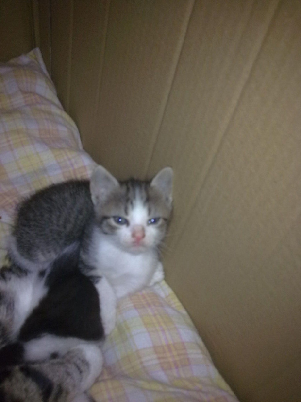 Tofik