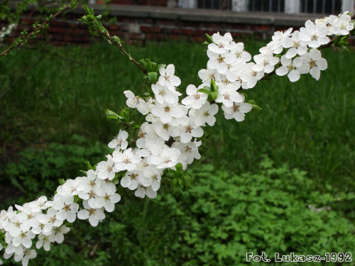 Piękne, pachnące kwiaty Mirabelki
Racibórz, Wiosna 2010 #Wiosna #mirableka #kwiaty #kwiatki #piękne #Racibórz #Śląsk #zieleń #przyroda #spacer #kiwtnienie #rośliny #magnolia