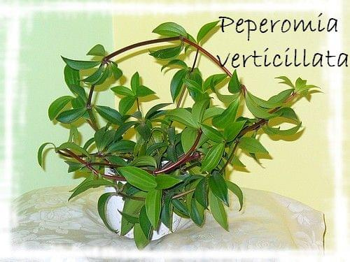 Peperomia