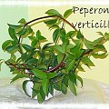 Peperomia