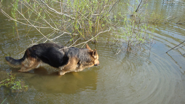 Diana Sprawdza temperaturę wiosennej wody #zwierzęta #psy