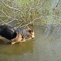 Diana Sprawdza temperaturę wiosennej wody #zwierzęta #psy