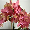 Phalaenopsis