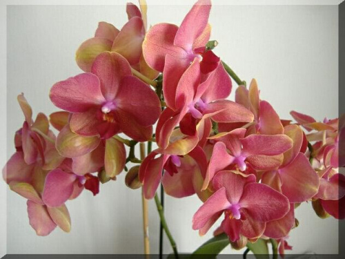 Phalaenopsis