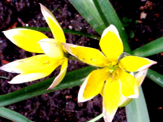 tulipanek botaniczny