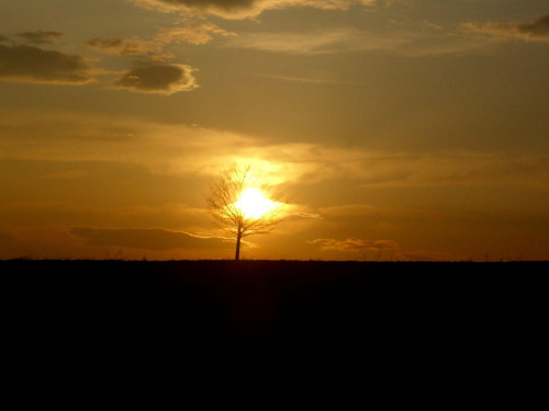 Zachód Słońca #DrzewoZachódSłońca