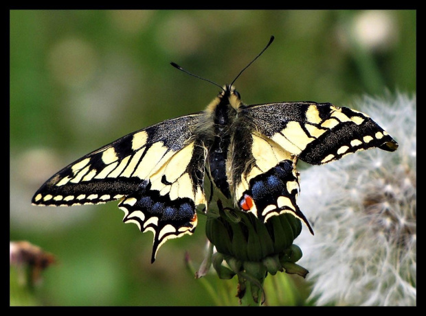 ślę Wam pozdrowienia na motyla skrzydłach:)