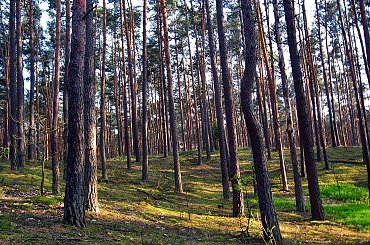 Drzewa zasłaniają las #PuszczaKampinoska #las #drzewa