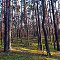 Drzewa zasłaniają las #PuszczaKampinoska #las #drzewa