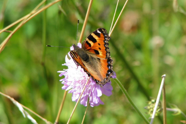 #motyl