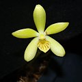 phal. cochlearis