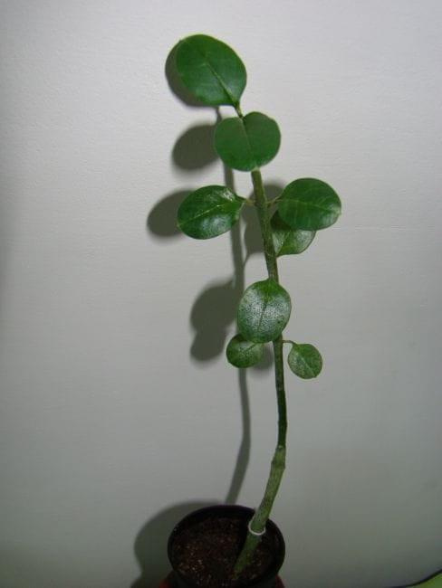 ceropegia succulenta