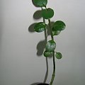 ceropegia succulenta