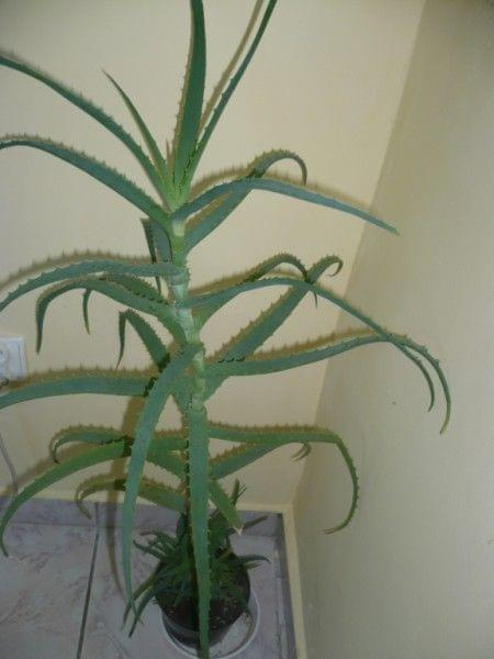 Aloes