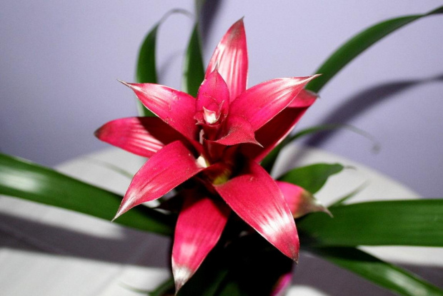 bromelia