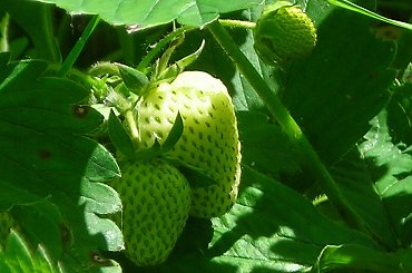 truskawyy. xd
jeszcze zielone. ^ ale już je zjadłam .;D #owoce