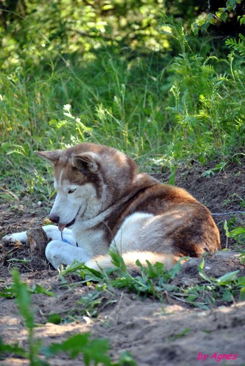 Sport zaprzęgowy w wydaniu bez śniegu -dryland #ZieloneBielkówko #amberdog