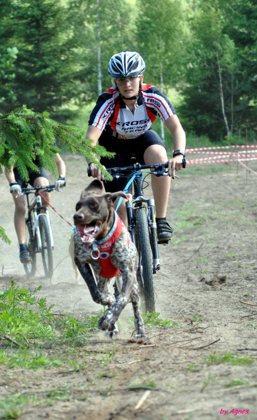 Sport zaprzęgowy w wydaniu bez śniegu -dryland #ZieloneBielkówko #amberdog