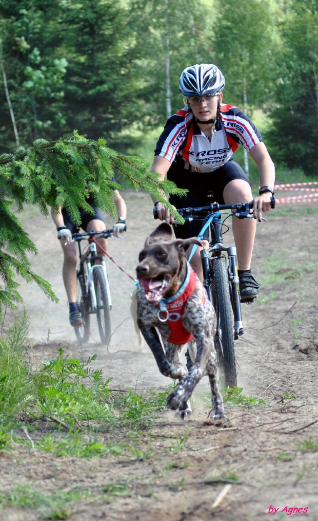 Sport zaprzęgowy w wydaniu bez śniegu -dryland #ZieloneBielkówko #amberdog