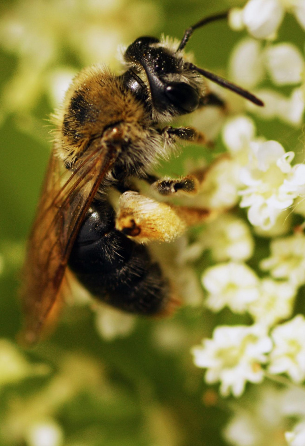 Pszczoła miodna,pszczoła, robotnica, pyłek, kwiatki, makro, blisko, przybliżenie, macro