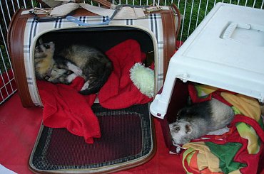 w ogródku - 26 VI 2010 #fretka #ogródek #Kubuś #Plastuś #PlayPen #spacer