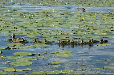 Zdjęcie rodzinne... #Dziesięcioraczki #Mazury #Ostróda #kaczuszki