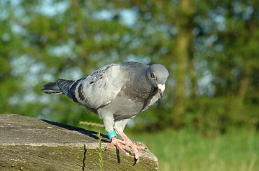 Pan Gołąb. #Gołąb