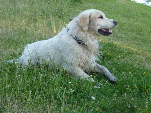 Kępa Potocka, lipiec 2010, Brutus