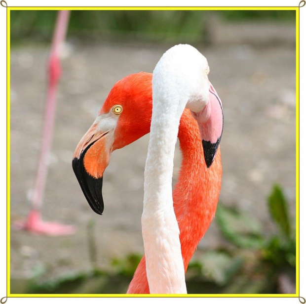 Cubanos Flamingi ! #flamingi #ptaki #zwierzeta