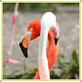 Cubanos Flamingi ! #flamingi #ptaki #zwierzeta
