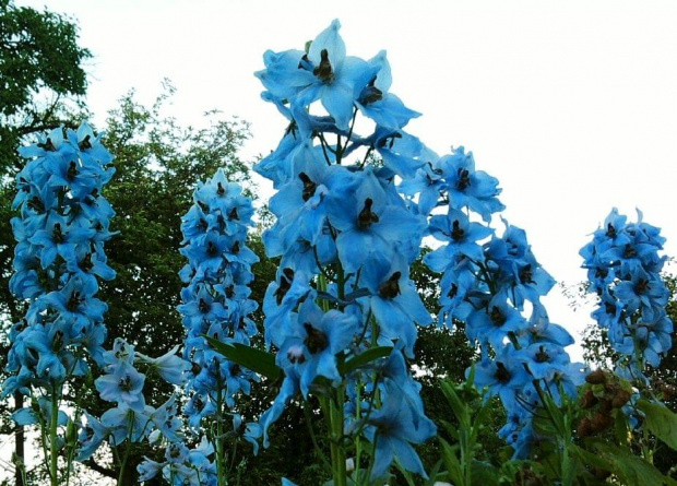 ....dla Harmonikah - błękitny kwiatek pachnie życzeniami, choć opóżnione-urody im nie ujmie...radości i zdrowia ja Tobie życzę,pozdrawiam serdecznie, niech Twe marzenie się ziści.:-)))