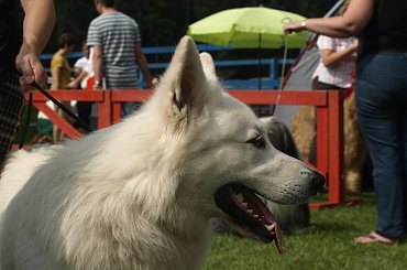 #BiałyOwczarekSzwajcarski #OwczarekBiały #OwczarekDługowłosy #HodowlaZChatyLeona #bogacz #hrabia #aventia #cygan #awa #popielów #StareSiołkowice