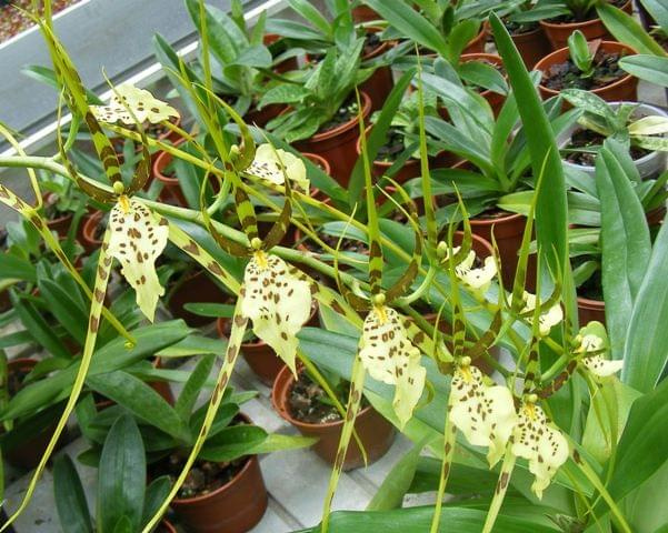 Brassia 'Rex'