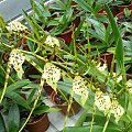 Brassia 'Rex'