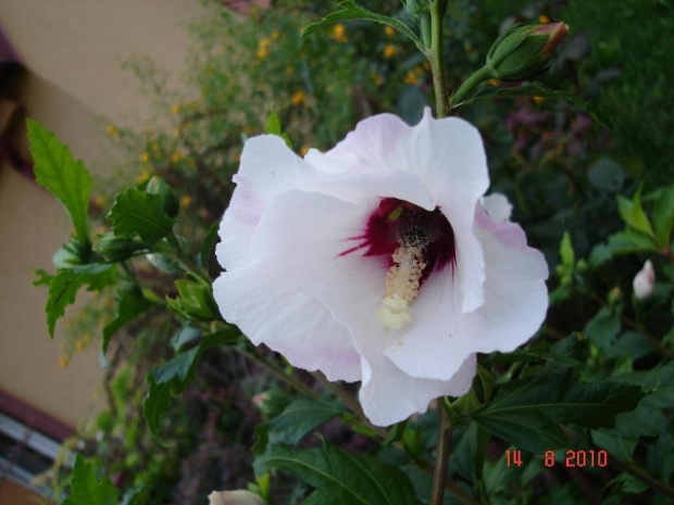 Ketmia - hibiskus ogrodowy - pozdrawiam cieplutko :)