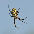 Argiope bruennichi