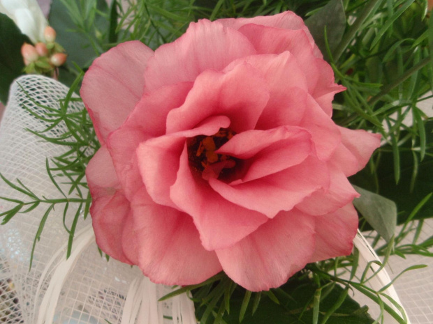 Eustoma różowa